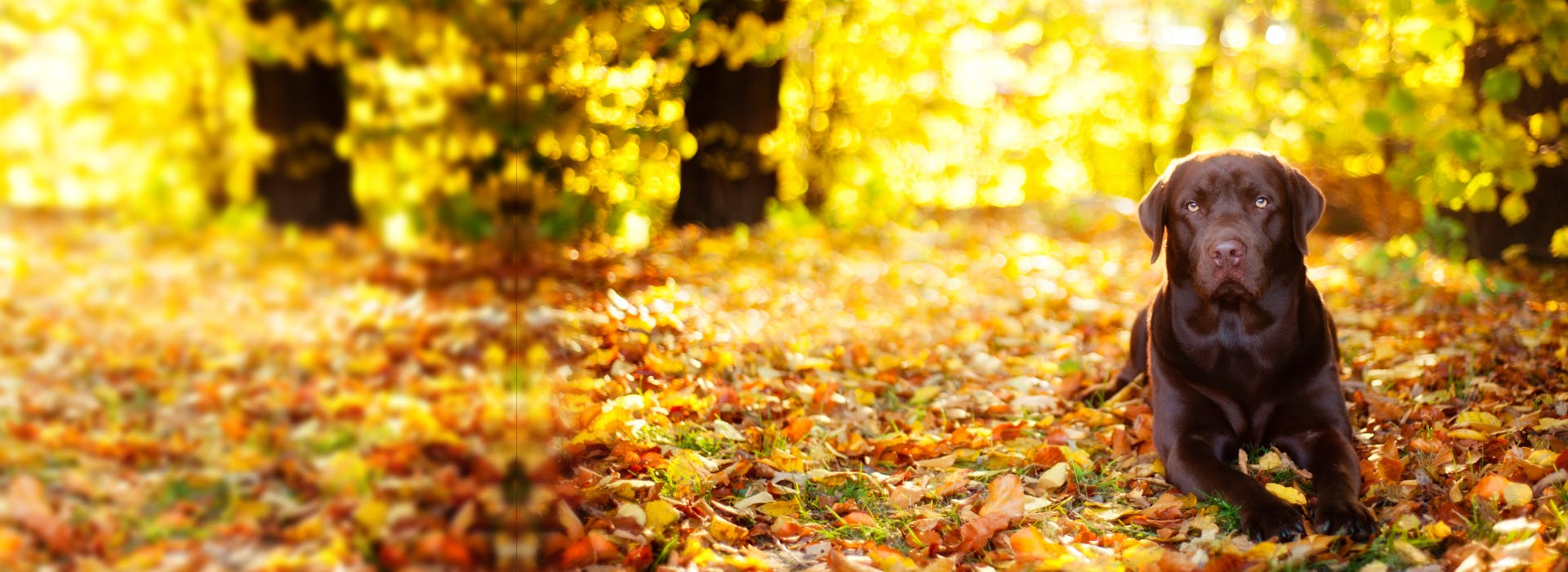 Thanksgiving Day Dog Names